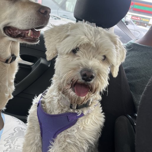 perdido Hembra cockapoo blanco