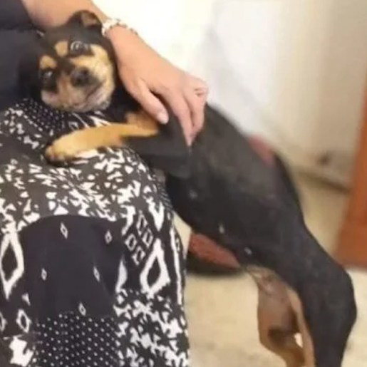 perdido Hembra rottweiler shepherd mix negro