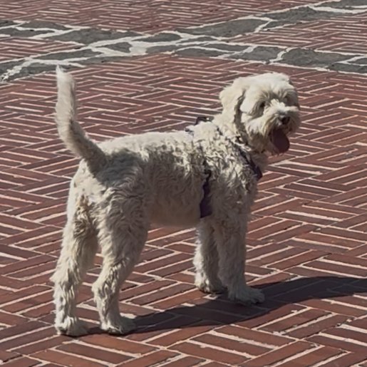 perdido Hembra cockapoo blanco