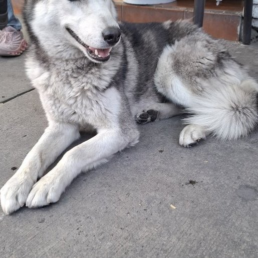 resguardo Hembra siberian husky negro