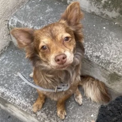 resguardo Macho chihuahua cafe