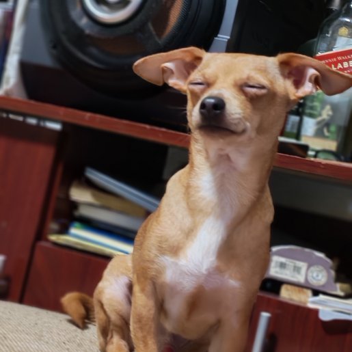 perdido Macho chihuahua cafe