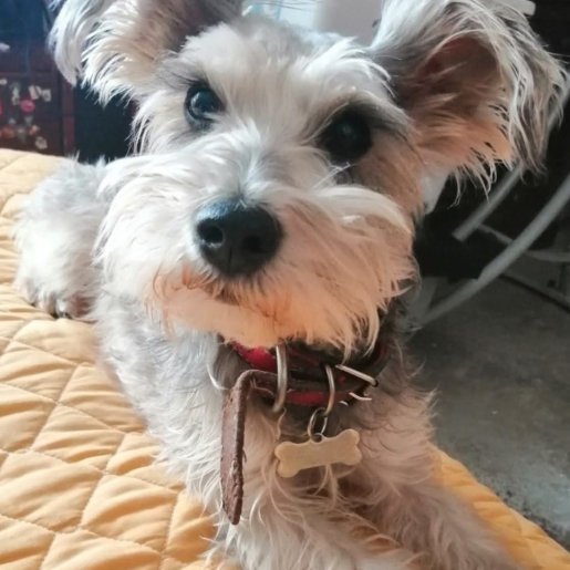 perdido Hembra cockapoo gris