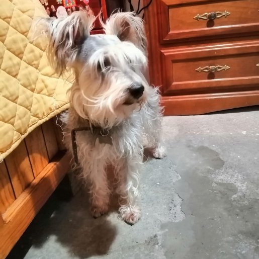 perdido Hembra cockapoo gris