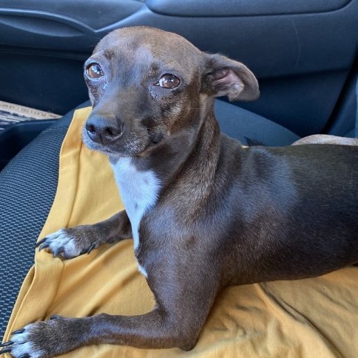 perdido Hembra miniature pinscher cafe