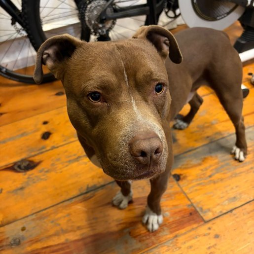 resguardo Macho american pit bull cafe