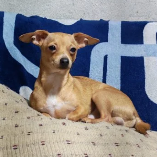 perdido Macho chihuahua cafe