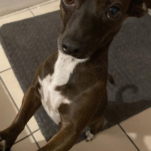 perdido Hembra miniature pinscher cafe