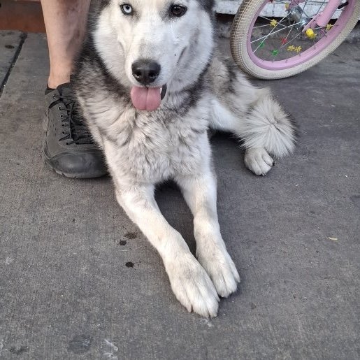 resguardo Hembra siberian husky negro