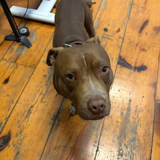 resguardo Macho american pit bull cafe