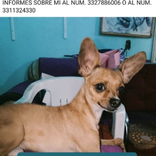 perdido Macho chihuahua cafe