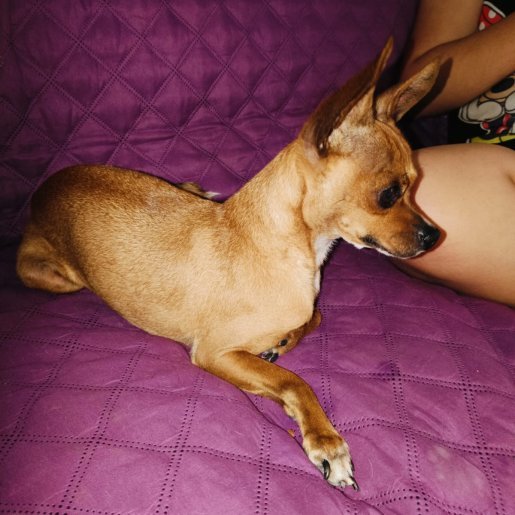 perdido Macho chihuahua cafe