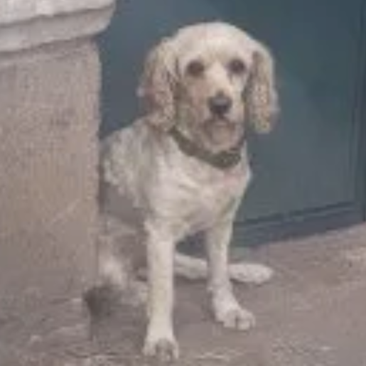 visto Macho cocker spaniel blanco