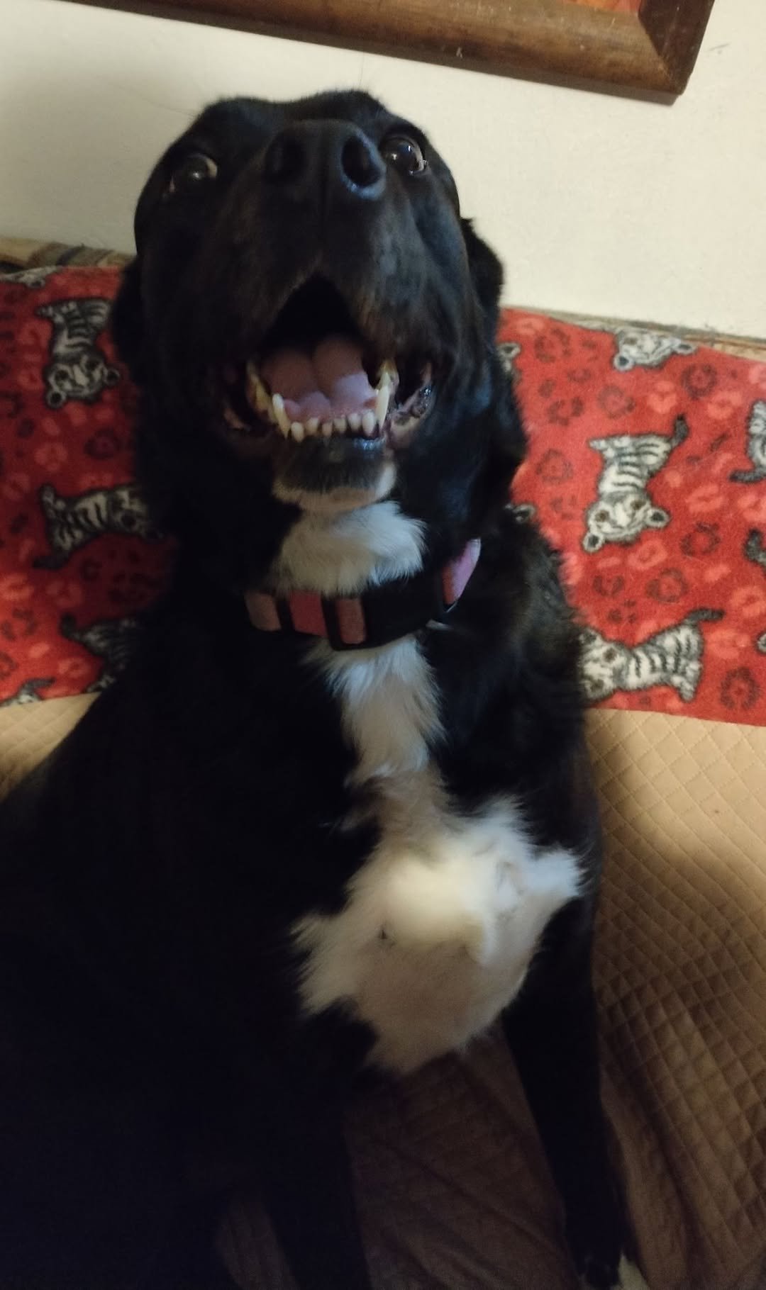 perdido Macho labmix negro