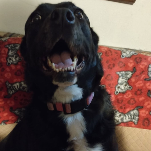 perdido labmix negro