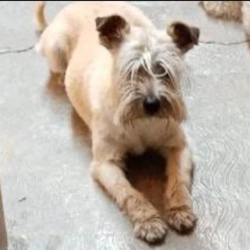 perdido standard schnauzer cafe