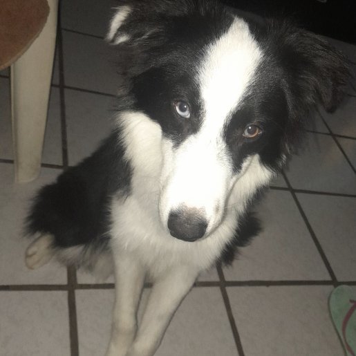 perdido border collie negro