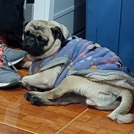 perdido pug cafe
