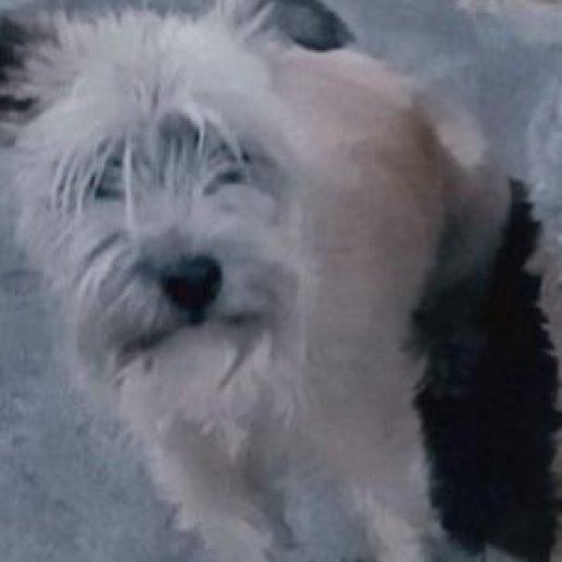 perdido Hembra standard schnauzer cafe