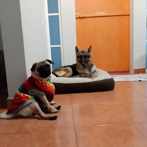 perdido Hembra pug cafe