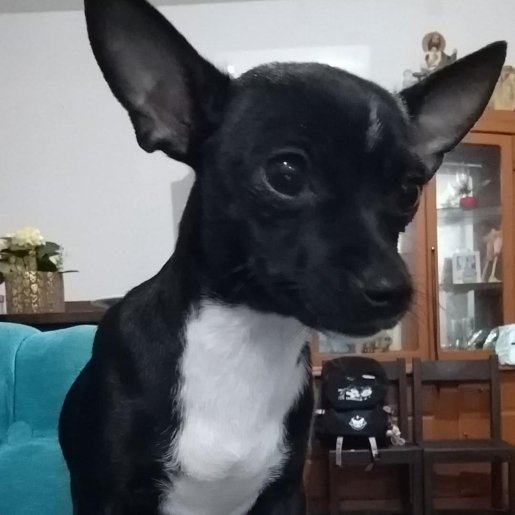 perdido chihuahua negro