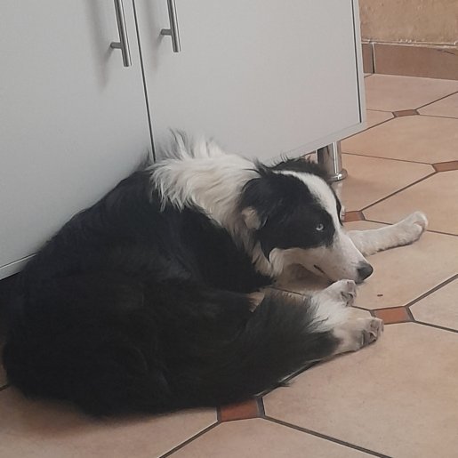 perdido Macho border collie negro