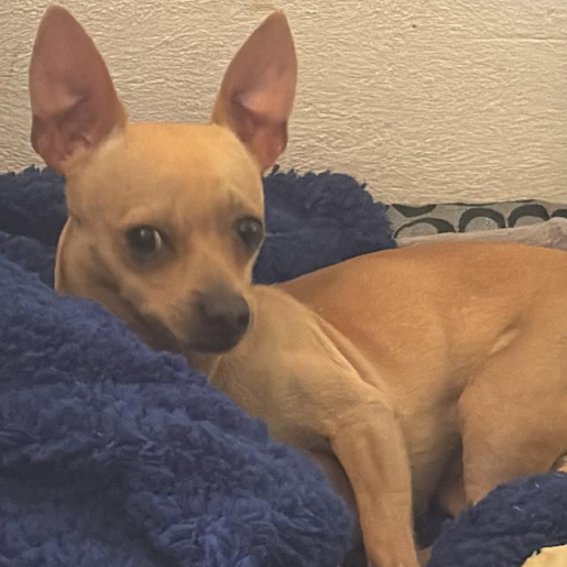 perdido chihuahua cafe