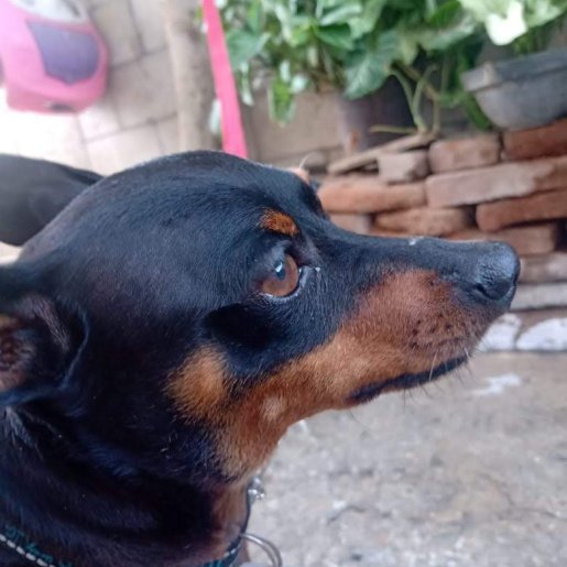 perdido Macho miniature pinscher negro