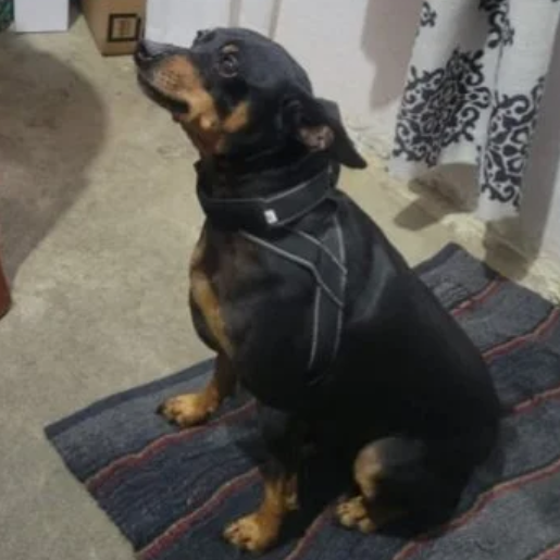 perdido miniature pinscher negro