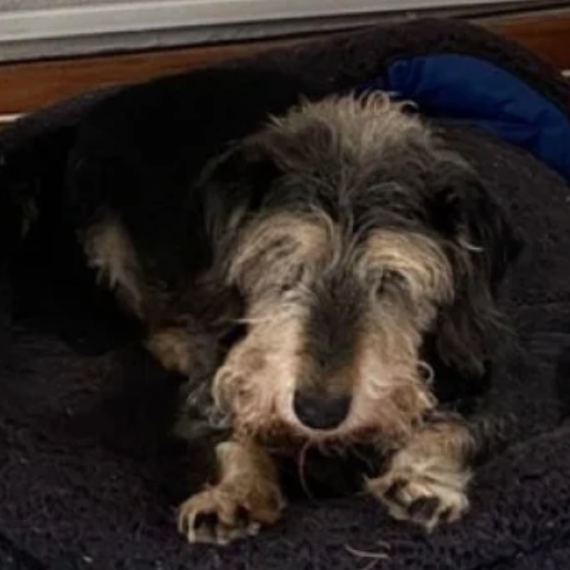 perdido schnoodle negro