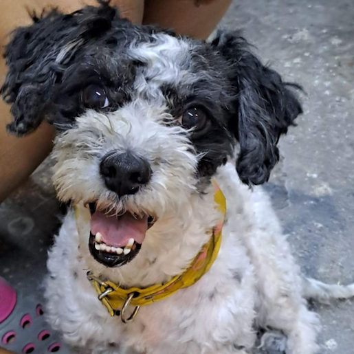 perdido cockapoo blanco