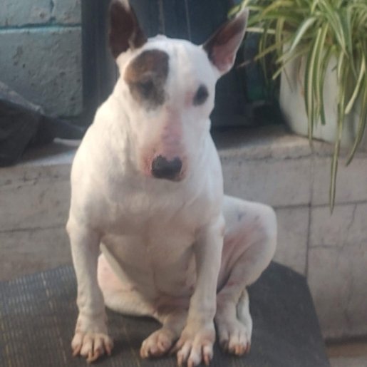 perdido bull terrier blanco