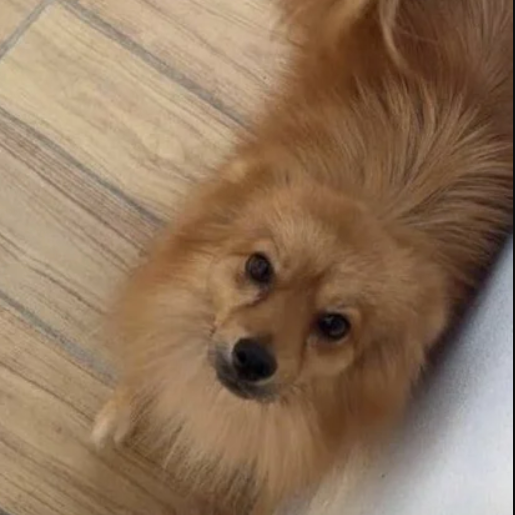 perdido pomeranian cafe