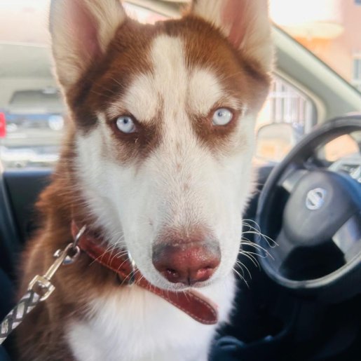 perdido siberian husky cafe