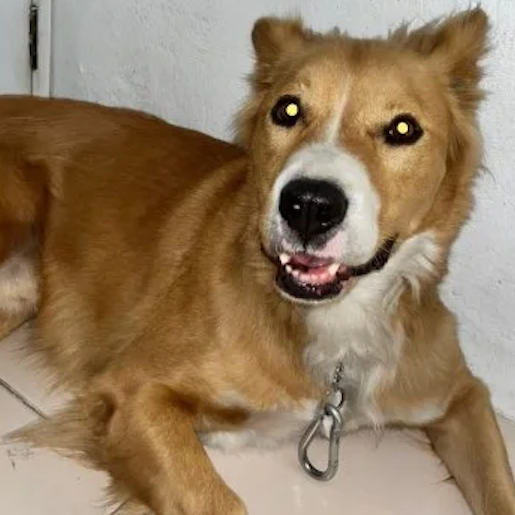 resguardo Macho goldador cafe