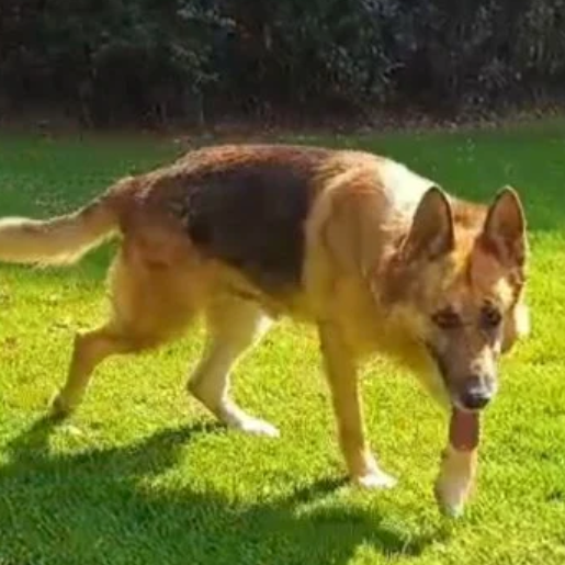 resguardo Macho german shepherd cafe