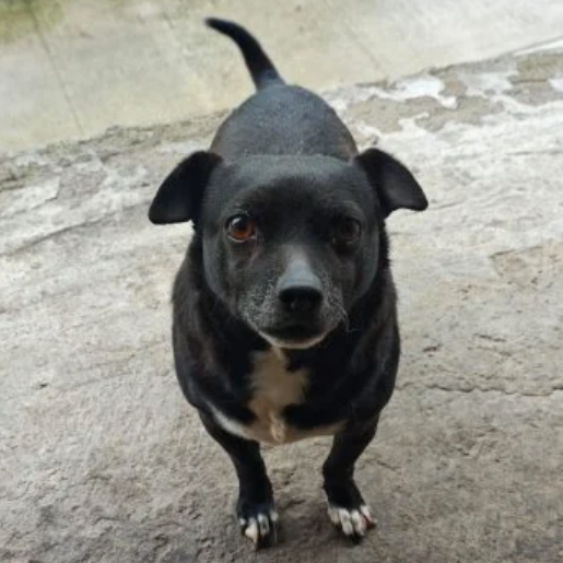 perdido Macho miniature pinscher negro