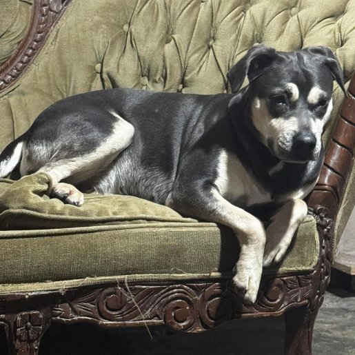 perdido Hembra negro