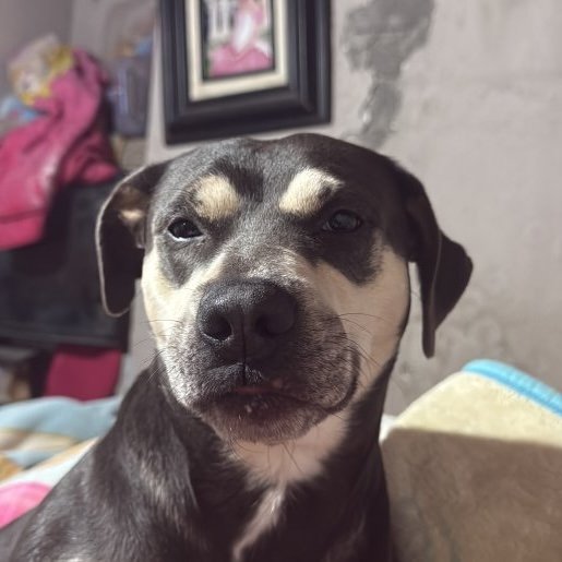 perdido Hembra negro