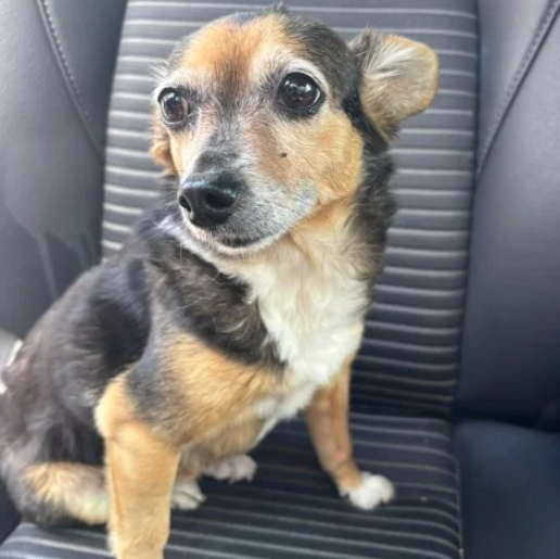 visto Macho chihuahua negro