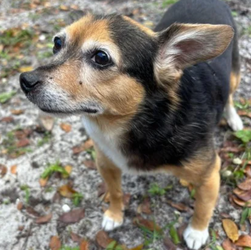 visto Macho chihuahua negro