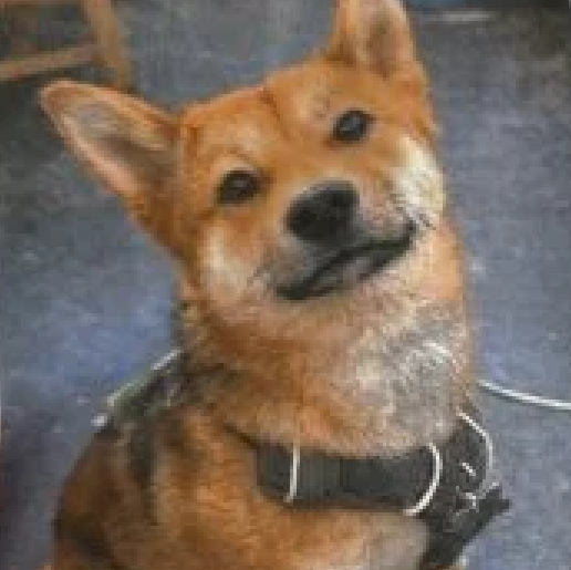 perdido Hembra dingo cafe