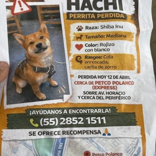 perdido Hembra dingo cafe