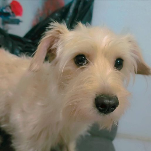 perdido criollo cafe