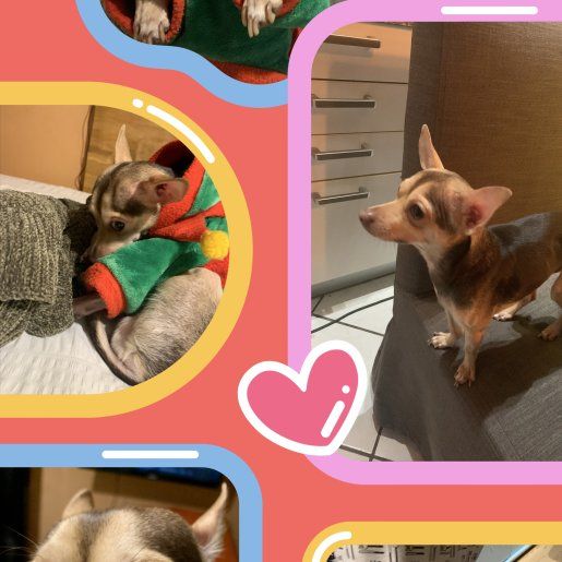 perdido Macho chihuahua cafe