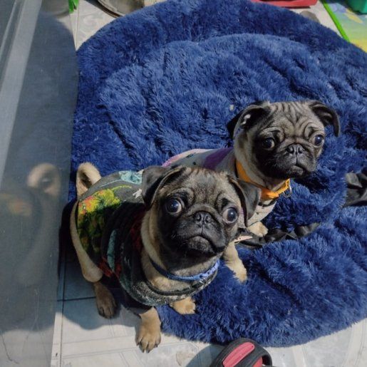 perdido criollo cafe