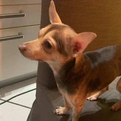 perdido Macho chihuahua cafe