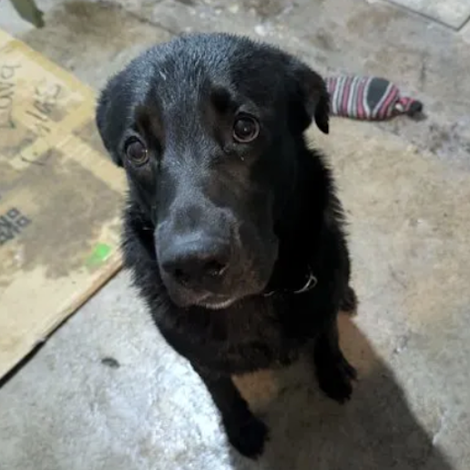 resguardo Macho negro