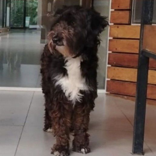 perdido Hembra negro