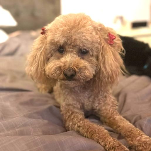 perdido Hembra cockapoo cafe